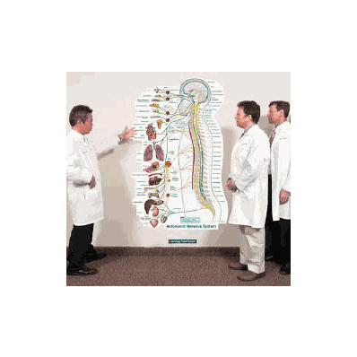 Anatomical Chart Autonomic Nervous System Lat