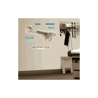 Anatomical Chart Bone Structure (Labeled) - C