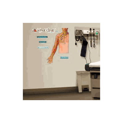 Anatomical Chart Brachial Plexus - Chart, Bra