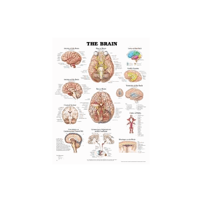 Anatomical Chart Brain - Chart, The Brain -