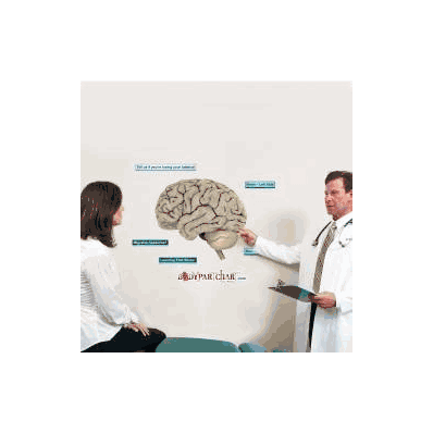 Anatomical Chart Brain Left Side - Chart, Bra