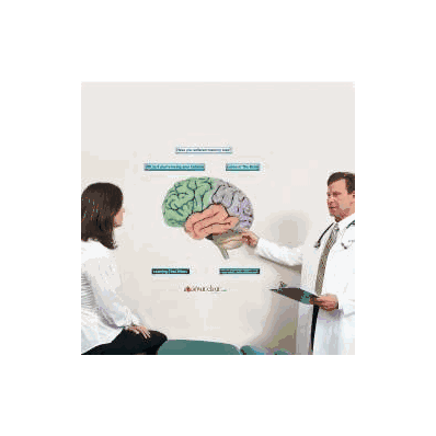 Anatomical Chart Brain Lobes - Chart, Brain L