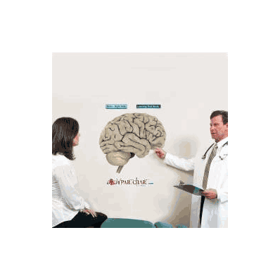 Anatomical Chart Brain Right Side - Chart, Br