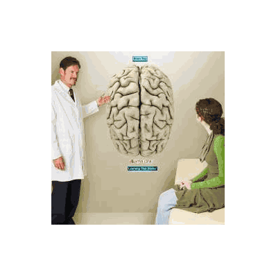 Anatomical Chart Brain Top - Chart, Brain Top