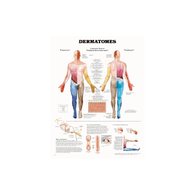 Anatomical Chart Dermatomes - Chart, Dermatom