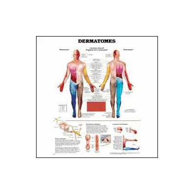 Anatomical Chart Dermatones - Chart, Dermatom