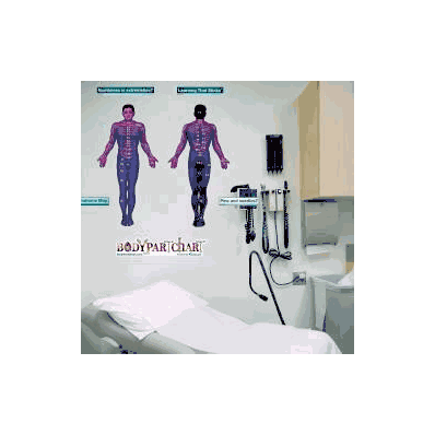 Anatomical Chart Dermatones - Front And Rear