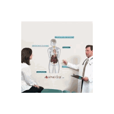 Anatomical Chart Endocrine System - Chart, En