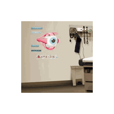 Anatomical Chart Eye Muscles - Chart, Eye Mus
