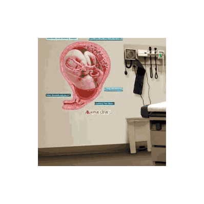 Anatomical Chart Fetal Development - Chart, F