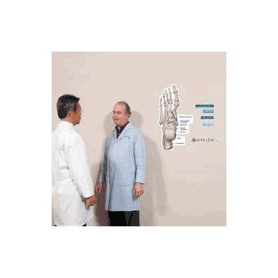 Anatomical Chart Foot Bones (Labeled) - Chart