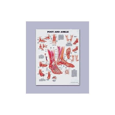 Anatomical Chart Foot - Chart, Anatomical The