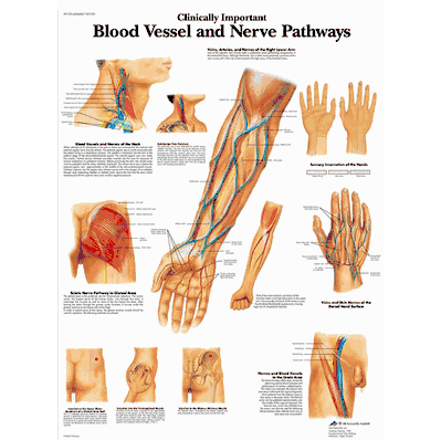 Vr1359 Cht Blood Ves/Nerve