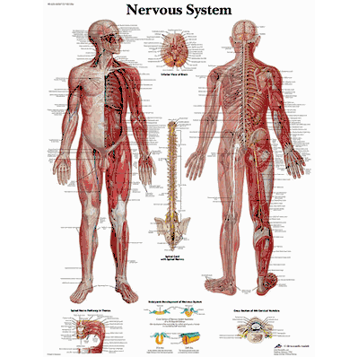 Vr1620 Chart Nervous System