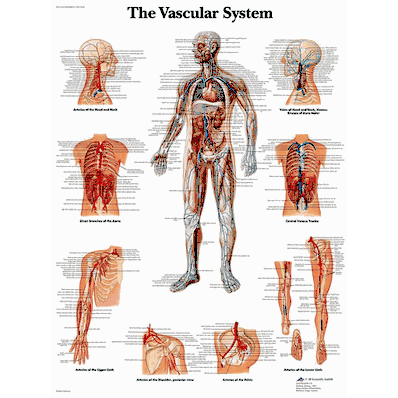 Vr1353 Chart Vascular System