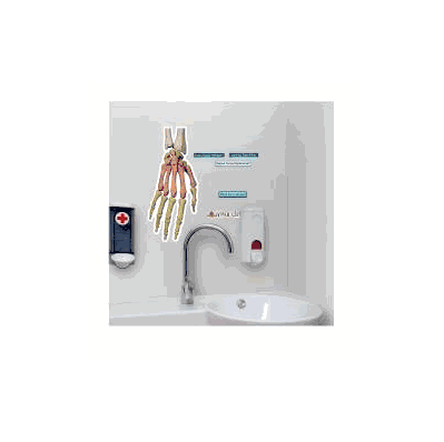 Anatomical Chart Hand Bone Groups - Chart, Ha