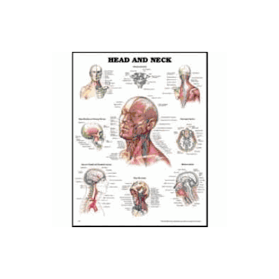 Anatomical Chart Head And Neck - Chart, Anato
