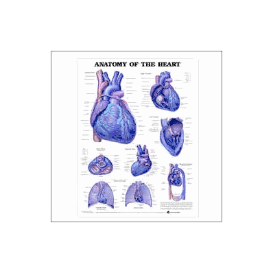 Anatomical Chart Heart - Chart, Anatomy Of He