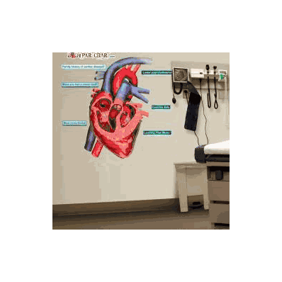 Anatomical Chart Heart Cross Section - Chart,