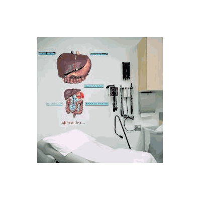 Anatomical Chart Hepatic Portal System - Char