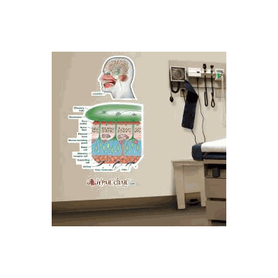 Anatomical Chart How We Smell (Labeled) - Cha