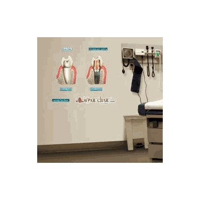 Anatomical Chart Implant And Natural Tooth -