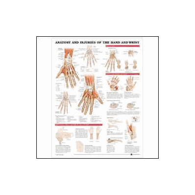 Anatomical Chart Injuries Of The Hand And Wri