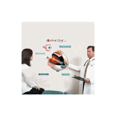 Anatomical Chart Inside The Eye - Chart, Insi