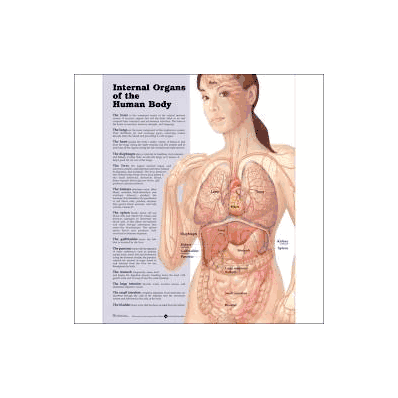 Anatomical Chart Internal Organs Of The Human