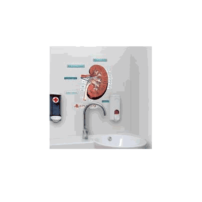 Anatomical Chart Kidney Cross Section (Labele