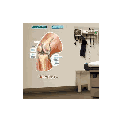 Anatomical Chart Knee Ligaments (Labeled) - C