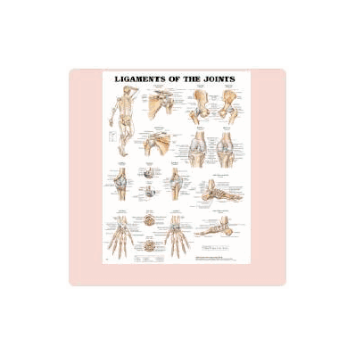 Anatomical Chart Ligaments And Joints - Chart