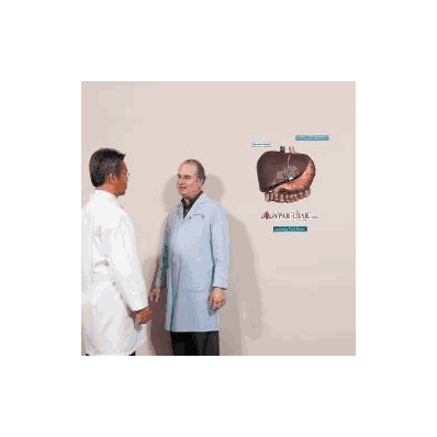 Anatomical Chart Liver, Gallbladder And Pancr