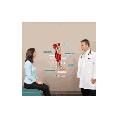 Anatomical Chart Lower Extremity (Labeled) -