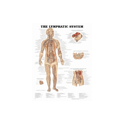 Anatomical Chart Lymphatic System - Chart, Ly