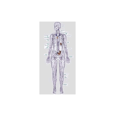 Anatomical Chart Lymphatic System (Labeled) -