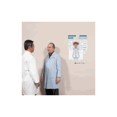 Anatomical Chart Male Urethra (Labeled) - Cha