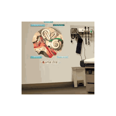 Anatomical Chart Middle And Inner Ear - Chart
