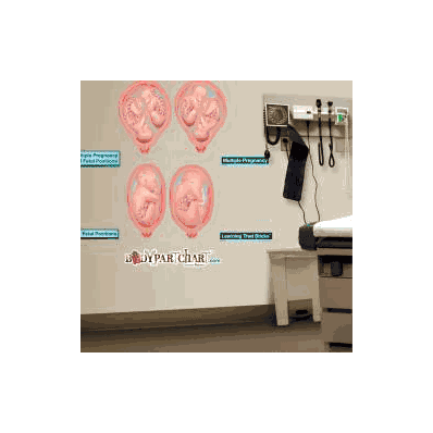 Anatomical Chart Multiple Pregnancy And Fetal