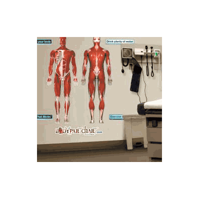 Anatomical Chart Muscles - Front And Rear Vie