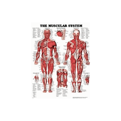 Anatomical Chart Muscular System - Chart, Ana
