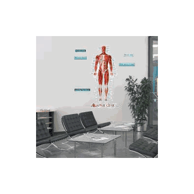 Anatomical Chart Muscular System - Front(Labe