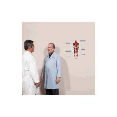 Anatomical Chart Muscular System - Rear (Labe