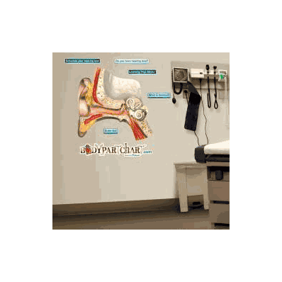 Anatomical Chart Outer Ear - Chart, Outer Ear