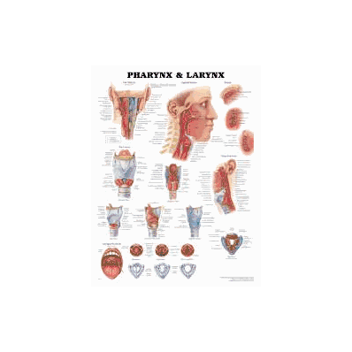 Anatomical Chart Pharnyx And Larnyx - Chart,