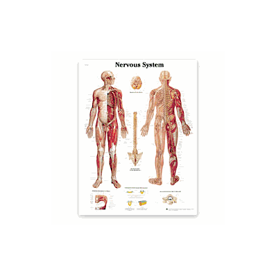 Anatomical Chart, Printed on High-quality 200 g
