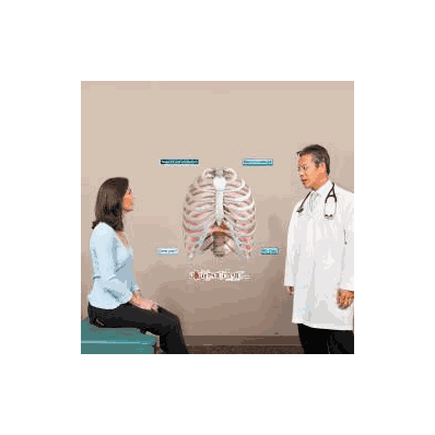 Anatomical Chart Rib Cage - Chart, Rib Cage M