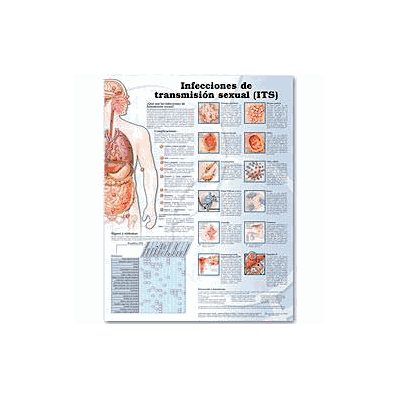Anatomical Chart Sexually Transmitted Infecti