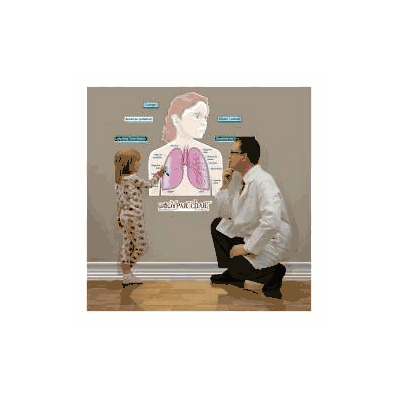 Anatomical Chart Simplified Lungs - Chart, Si