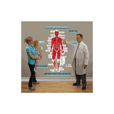 Anatomical Chart Simplified Muscular System -